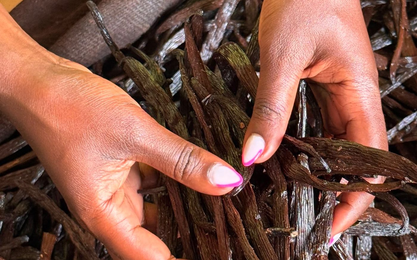 Cured vanilla pods being sorted by hand before grading
