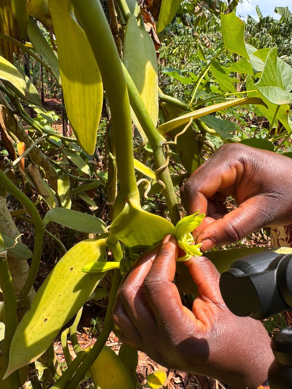A vanilla flower being pollinated by hand on a Ugandan smallholding